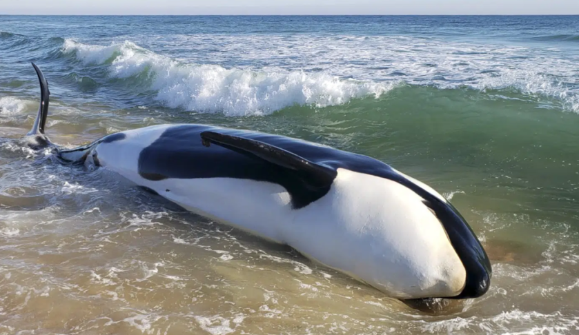 Whale on the beach