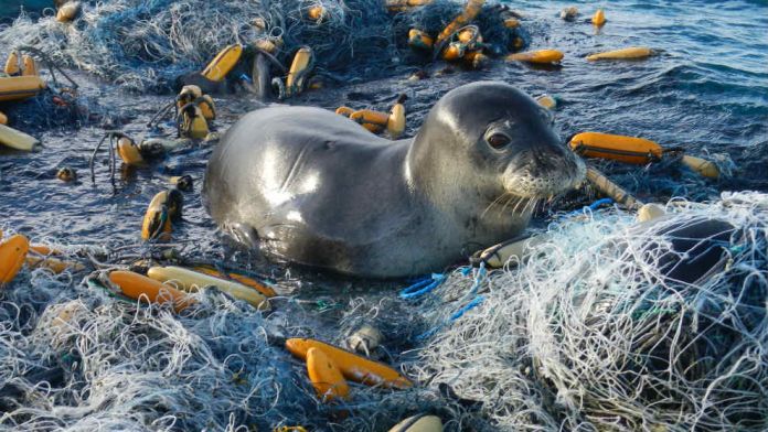 Foquita trapped in plastics