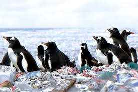 Penguins on rubbish island